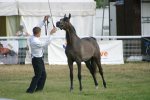 Keyser Soze (US)<br>Marwan al Shaqab (US) x Magic Star (BRZ)<br>Arab Horse Society National Championship Show<br>Malvern - Thursday 27 July 2006<br>©J.Balean / horsesnips.com