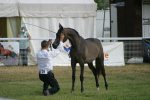 Keyser Soze (US)<br>Marwan al Shaqab (US) x Magic Star (BRZ)<br>Arab Horse Society National Championship Show<br>Malvern - Thursday 27 July 2006<br>©J.Balean / horsesnips.com