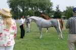 Arab Horse Society National Championship Show<br>Malvern - Thursday 27 July 2006<br>©J.Balean / horsesnips.com