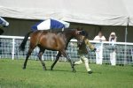 Arab Horse Society National Championship Show<br>Malvern - Friday 28 July 2006<br>©J.Balean / horsesnips.com