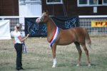 RL Cotton Candy (BE)<br>WH Justice x Redwood Lodge Antiguaa (AUS)<br>Junior Female Champion<br>Arab Horse Society National Championship Show<br>Malvern - Friday 28 July 2006<br>©J.Balean / horsesnips.com