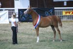 RL Cotton Candy (BE)<br>WH Justice x Redwood Lodge Antiguaa (AUS)<br>Junior Female Champion<br>Arab Horse Society National Championship Show<br>Malvern - Friday 28 July 2006<br>©J.Balean / horsesnips.com