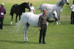 AZ Xeryus <br>Om el Azadik (US) x Ass Windi (BE)<br> Arab Horse Society National Championship Show<br>Malvern - Friday 28 July 2006<br>©J.Balean / horsesnips.com