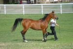 Arab Horse Society National Championship Show<br>Malvern - Friday 28 July 2006<br>©J.Balean / horsesnips.com