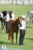 Rohara Ambassdor (US)<br>JK Amadeus (US) WA Muscats Pride (US)<br> Arab Horse Society National Championship Show<br>Malvern - Friday 28 July 2006<br>©J.Balean / horsesnips.com