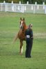Al Rakka (Roxan x Russalka)<br>Arab Horse Society National Championship Show<br>Malvern - Friday 28 July 2006<br>©J.Balean / horsesnips.com