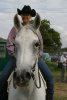 Geeves (Gaymet x Helwa Lancer (US).<br>Rebecca Napier Clark<br>Arab Horse Society National Championship Show<br>Malvern - Saturday 29 July 2006<br>©J.Balean / horsesnips.com