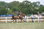 Arab Horse Society National Championship Show<br>Malvern - Saturday 29 July 2006<br>©J.Balean / horsesnips.com