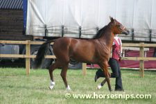ZK Valadivja (Emiratus x Valkyrja)<br>Miss J Searle<br>Edenbridge & Oxted Agricultural Show 2006<br>©K.Weeks / horsesnips.com