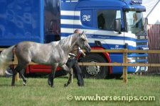ZK Valenya (Focus Shatino x Valkyrja)<br>Mrs A Buglass<br>Edenbridge & Oxted Agricultural Show 2006<br>©K.Weeks / horsesnips.com