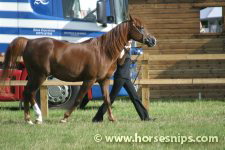 Edenbridge & Oxted Agricultural Show 2006<br>©K.Weeks / horsesnips.com