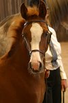 South East Arabian Horse Group <br>Autumn Show<br>Sands Farm Warnham<br>Sunday 23 September 2007