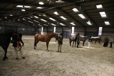 Anglo & Partbred Arab geldings<br>SEAHG Spring Show Ardingly 20th April 2008<br>
