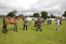 Amateur Owner Handler Class SEAHG Summer Show 2008<br>In Hand Classes - 5th July 2008<br>South of England Showground<br>Ardingly, West Sussex<br>