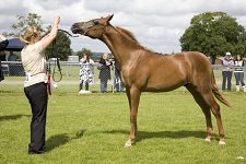 SEAHG Summer Show 2008<br>In Hand Classes - 5th July 2008<br>South of England Showground<br>Ardingly, West Sussex<br>