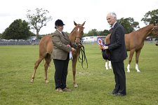 SEAHG Summer Show 2008<br>In Hand Classes - 5th July 2008<br>South of England Showground<br>Ardingly, West Sussex<br>