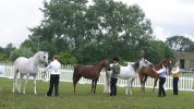 Young Handlers Class AHS National Championship Show Malvern 2005