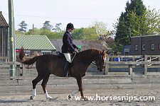 Fatten ridden and jointed owned by Mandy Burr<br>South East Arabian Horse Group<br>Spring Indoor Show<br>Ardingly<br>22nd April 2007<br>©www.horsesnips.com