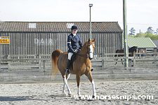 Tytus (Silvern Ghaalib x Princess Silphara) owned and ridden by Mrs M Eydmann<br>bred by Mrs P Harrison	<br>South East Arabian Horse Group<br>Spring Indoor Show<br>Ardingly<br>22nd April 2007<br>©www.horsesnips.com