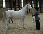 Class - Anglo & Part Bred Arabs 2 Years Old<br>1st Kesra's Image owned and bred by Mrs K Carugiti 	