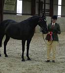 Class - Anglo & Part Bred Arab Mares 4  Years & Over<br>1st  Elmdale Eternity  owned by Mrs V Carter
