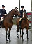 Large Riding Horse<br>1st  Ottoman owned and ridden by Rachel  Dear 	<br>2nd Easter Mistral owned and ridden by Janice Green