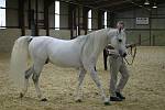 Pure Bred Arabian Stallion<br>1st Benzali owned by Mr L Maryon