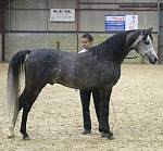 Pure Bred Stallion<br>Eddashaan  owned by Mr P Butt  	