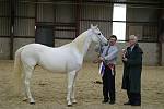 PURE Bred IN-HAND Champion <br>1st Erminia owned by Mr & Mrs J Adkins bred by th 	Michalow State Stud Poland