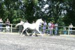 Al Mesdam 1989 grey stallion by Silvern Idyll ex Sherifah - owned by Sheila Fleming<br>Binley Arabian Stud Open Day<br>Sunday 21 October 2005<br>