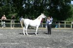 Prince Sadik 1987 grey stallion by Silver Gauntlet ex Princess Alia - AHS Premium Stallion<br>Binley Arabian Stud Open Day<br>Sunday 21 October 2005<br>