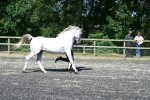 Prince Sadik 1987 grey stallion by Silver Gauntlet ex Princess Alia - AHS Premium Stallion<br>Binley Arabian Stud Open Day<br>Sunday 21 October 2005<br>