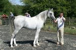 Silvern Prince 1999 grey stallion by Prince Sadik ex Silvern Image<br>Binley Arabian Stud Open Day<br>Sunday 21 October 2005<br>
