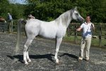 Silvern Prince 1999 grey stallion by Prince Sadik ex Silvern Image<br>Binley Arabian Stud Open Day<br>Sunday 21 October 2005<br>