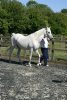 Sa'lilah 1977 grey mare by Silver Flame ex Sunset<br>Binley Arabian Stud Open Day<br>Sunday 21 October 2005<br>