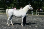 Sa'lilah 1977 grey mare by Silver Flame ex Sunset<br>Binley Arabian Stud Open Day<br>Sunday 21 October 2005<br>