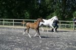 Sema 1987 grey mare by Prince Saraph ex Sa'lilah with grey colt foal by Spirit of Silver<br>Binley Arabian Stud Open Day<br>Sunday 21 October 2005<br>