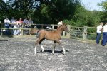 grey colt foal by Spirit of Silver ex Sema 1987 grey mare by Prince Saraph ex Sa'lilah<br>Binley Arabian Stud Open Day<br>Sunday 21 October 2005<br>