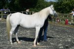 Sema 1987 grey mare by Prince Saraph ex Sa'lilah<br>Binley Arabian Stud Open Day<br>Sunday 21 October 2005<br>