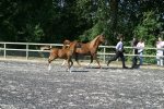 Rose Star 1989 chestnut mare by El Santo ex Rose Flame with chestnut filly by Grecian Idyll<br>Binley Arabian Stud Open Day<br>Sunday 21 October 2005<br>