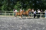 Rose Star 1989 chestnut mare by El Santo ex Rose Flame with chestnut filly by Grecian Idyll<br>Binley Arabian Stud Open Day<br>Sunday 21 October 2005<br>