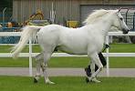 Nazarim owned by Miss K Eldridge <br> UK Gold 'C' Arabian Horse Show <br>Saturday 27th May 2006<br>Windsor Racecourse