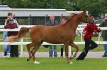 Oralshall owned by Mr & Mrs N Arnold & Miss A Waterman<br>UK Gold 'C' Arabian Horse Show <br>Saturday 27th May 2006<br>Windsor Racecourse