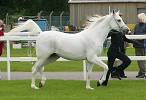 El Carmelle owned by Mandy Burr<br>UK Gold 'C' Arabian Horse Show <br>Saturday 27th May 2006<br>Windsor Racecourse