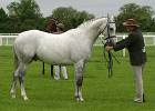 Highlander owned by Mr & Mrs Theobald <br>UK Gold 'C' Arabian Horse Show <br>Saturday 27th May 2006<br>Windsor Racecourse