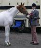 Perriland Politician Owned by Mandy Burr & Maria Pook<br>UK Gold 'C' Arabian Horse Show <br>Saturday 27th May 2006<br>Windsor Racecourse