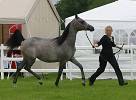 UK Gold 'C' Arabian Horse Show <br>Saturday 27th May 2006<br>Windsor Racecourse