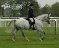 Highlander Owned & Ridden by Mrs Theobald<br>UK Gold 'C' Arabian Horse Show <br>Saturday 27th May 2006<br>Windsor Racecourse